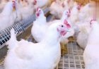بورصة الدواجن الآن.. استقرار سعر الفراخ البيضاء اليوم واحدث الأسعار للمستهلك والمزارع