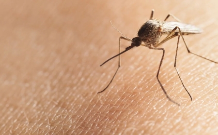 أفضل طرق التخلص من الناموس نهائيًا بوسائل طبيعية فعالة وآمنة داخل المنزل