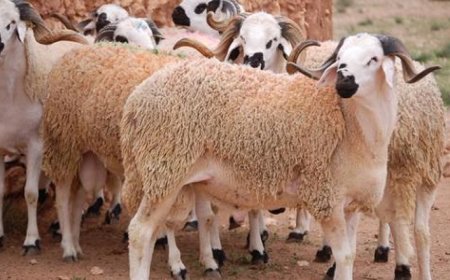 أسعار صكوك الأضاحي 2026 في مصر وأفضل طرق الحجز من الجمعيات الخيرية