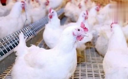 بورصة الدواجن الآن.. استقرار سعر الفراخ البيضاء اليوم واحدث الأسعار للمستهلك والمزارع