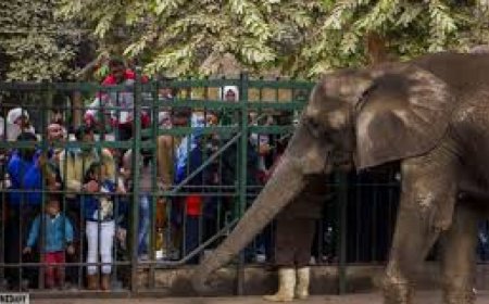 موعد فتح حديقة الحيوان 2026.. تطوير شامل يعيد الجنينه إلى الواجهة من جديد