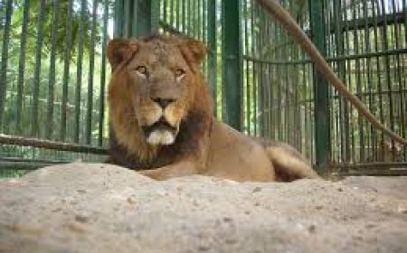 موعد افتتاح جنينة الحيوان.. تطوير شامل يعيد إحياء ذكريات المصريين بلمسة عصرية