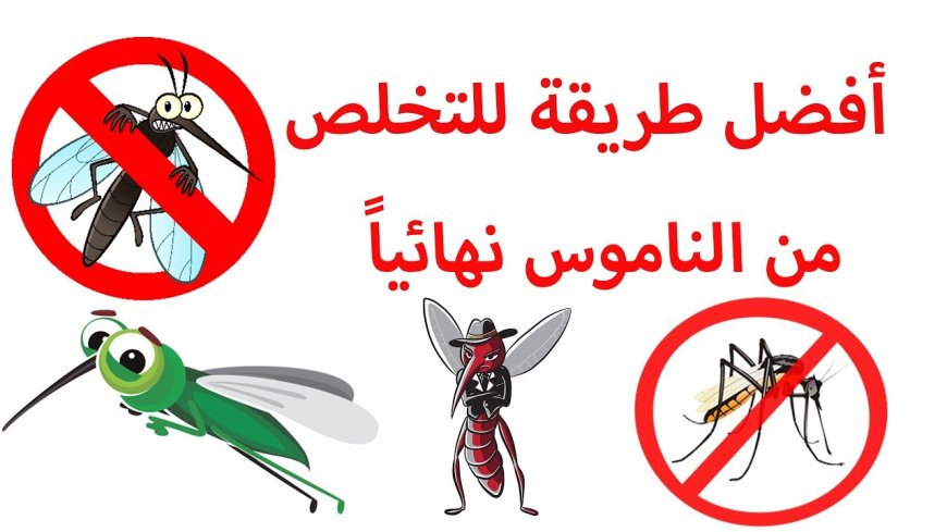 حلول منزلية ذكية.. كيفية التخلص من الذباب نهائيًا بطرق طبيعية وآمنة