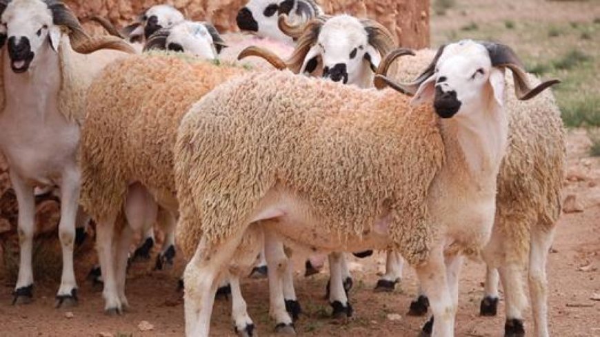 أسعار صكوك الأضاحي 2026 في مصر وأفضل طرق الحجز من الجمعيات الخيرية