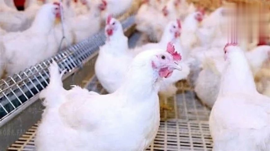 بورصة الدواجن الآن.. استقرار سعر الفراخ البيضاء اليوم واحدث الأسعار للمستهلك والمزارع