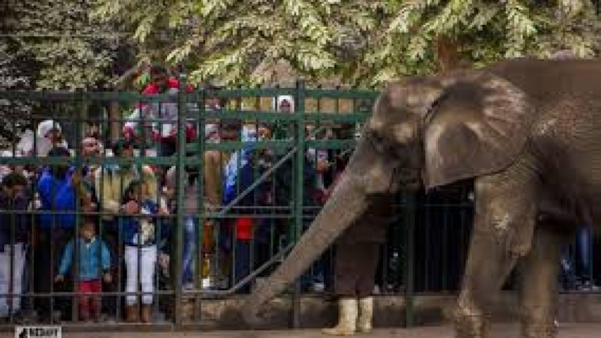 موعد فتح حديقة الحيوان 2026.. تطوير شامل يعيد الجنينه إلى الواجهة من جديد