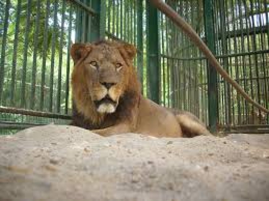 موعد افتتاح جنينة الحيوان.. تطوير شامل يعيد إحياء ذكريات المصريين بلمسة عصرية