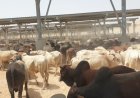 خطوات حجز الأضاحي من وزارة الزراعة وأماكن المنافذ 2026
