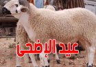 موعد اجازه عيد الاضحى المبارك 2026 في مصر وعدد أيام العطلة الرسمية
