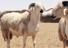 سعر الخروف اليوم في مصر قبل عيد الأضحى 2026.. استقرار في الأسواق