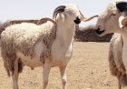 فئات ممنوعة من تناول لحم الخروف في عيد الأضحى.. تحذيرات صحية لا يجب تجاهلها