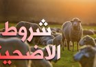 عيوب تبطل الأضحية.. حالات تمنع قبول الذبيحة شرعًا في عيد الأضحى 2026