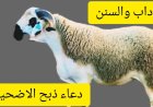 دعاء ذبح الأضحية.. أدعية وسنن مستحبة لإحياء شعيرة عيد الأضحى المبارك