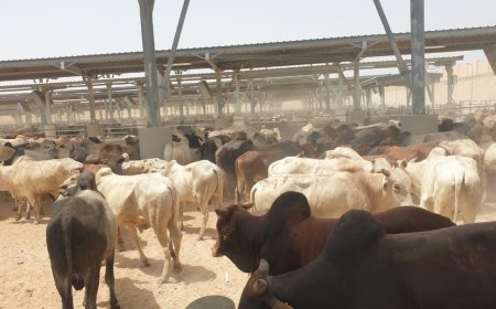 خطوات حجز الأضاحي من وزارة الزراعة وأماكن المنافذ 2026