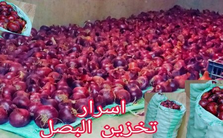 سر تخزين البصل لفترة طويلة في المنزل بدون تلف.. دليل شامل