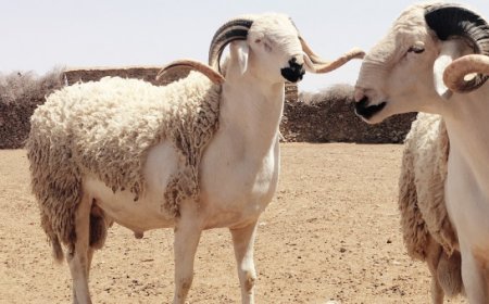 سعر الخروف اليوم في مصر قبل عيد الأضحى 2026.. استقرار في الأسواق