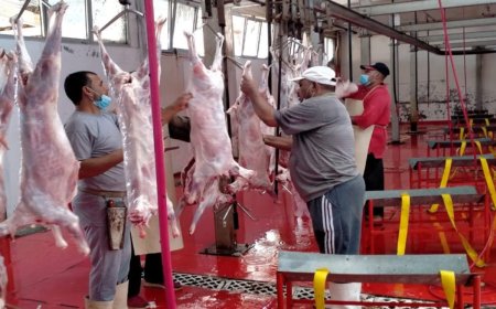 غرامات ذبح الأضاحي في الشارع.. عقوبات صارمة ومجازر مجانية للمواطنين