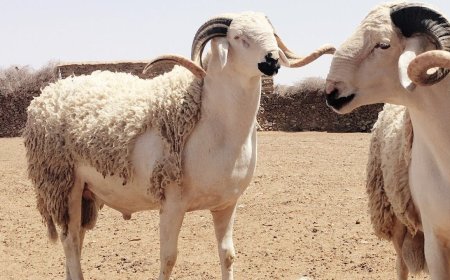فئات ممنوعة من تناول لحم الخروف في عيد الأضحى.. تحذيرات صحية لا يجب تجاهلها