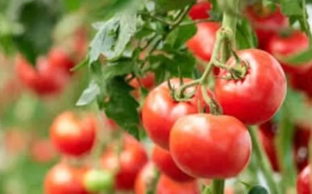 أسعار الطماطم اليوم السبت 23 مايو 2026 في سوق العبور.. كم سجل الكيلو؟