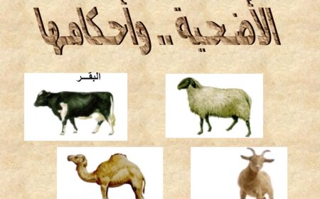 أحكام الأضحية 2026.. هل يجوز ذبح غير المسلم للأضحية؟