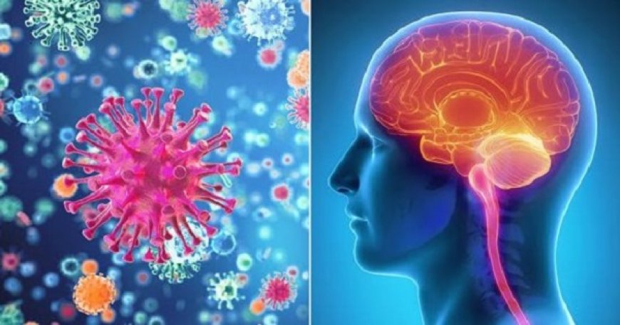منظمة الصحة العالمية تحذر من فيروس هانتا.. الأعراض وطرق الوقاية