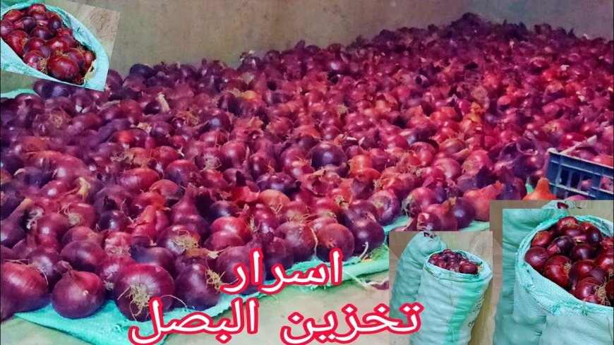 سر تخزين البصل لفترة طويلة في المنزل بدون تلف.. دليل شامل