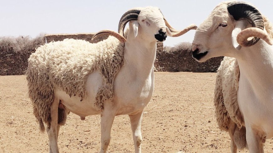 فئات ممنوعة من تناول لحم الخروف في عيد الأضحى.. تحذيرات صحية لا يجب تجاهلها