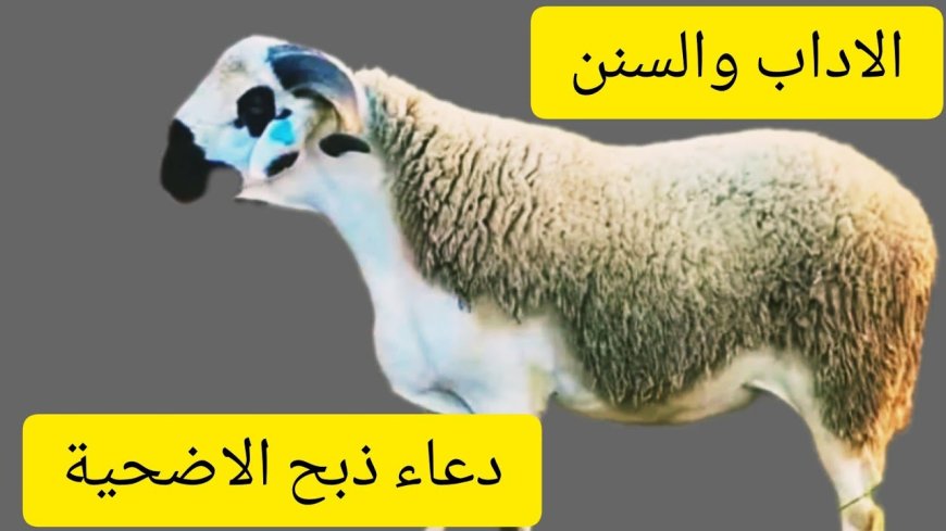 دعاء ذبح الأضحية.. أدعية وسنن مستحبة لإحياء شعيرة عيد الأضحى المبارك