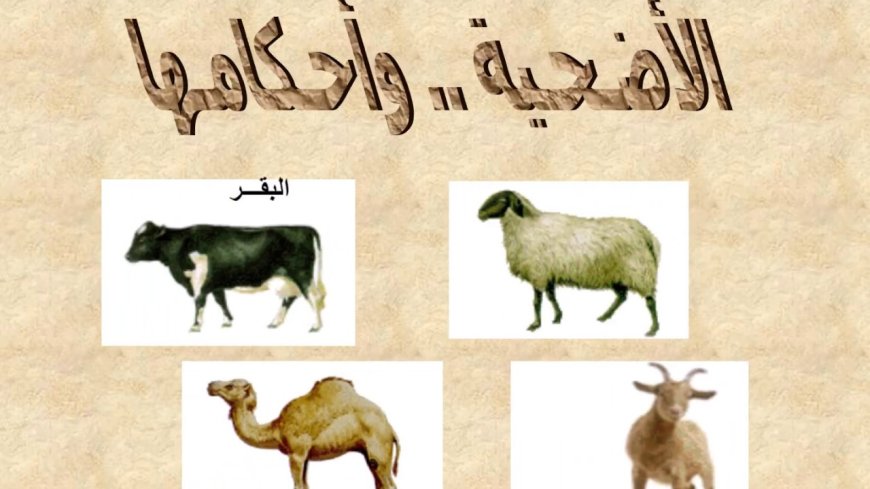 أحكام الأضحية 2026.. هل يجوز ذبح غير المسلم للأضحية؟