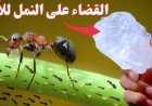 أفضل حيل التخلص من النمل نهائيًا داخل المنزل بطرق طبيعية فعالة وآمنة