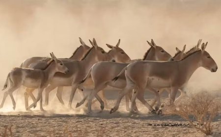 ولادة حيوان نادر في السعودية بعد غياب تجاوز 100 عام