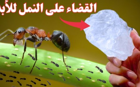 أفضل حيل التخلص من النمل نهائيًا داخل المنزل بطرق طبيعية فعالة وآمنة