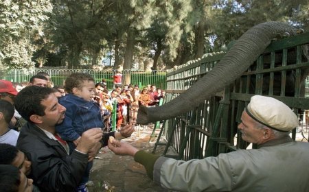 موعد افتتاح جنينة الحيوانات بالجيزة 2026 وأهم تفاصيل التطوير الجديدة