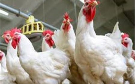 بورصة الدواجن اليوم.. أسعار الفراخ البيضاء الجمعة 19
