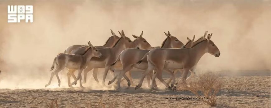 ولادة حيوان نادر في السعودية بعد غياب تجاوز 100 عام