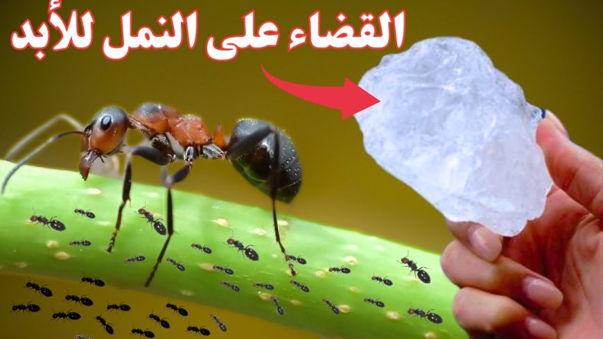 أفضل حيل التخلص من النمل نهائيًا داخل المنزل بطرق طبيعية فعالة وآمنة