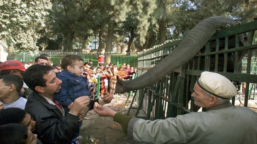 موعد افتتاح جنينة الحيوانات بالجيزة 2026 وأهم تفاصيل التطوير الجديدة