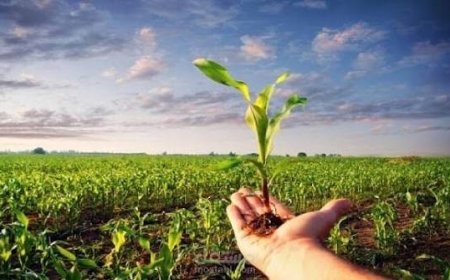 ابتكار مصري.. أصناف زراعية جديدة تناسب الأراضي الجديدة