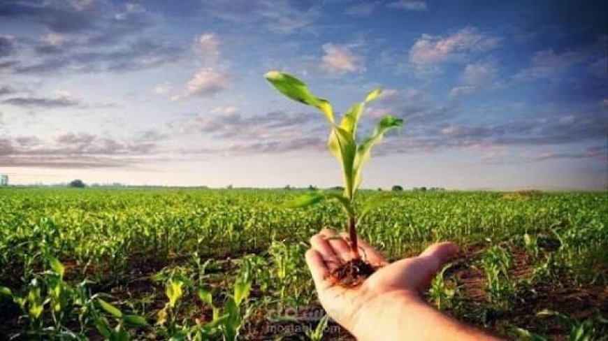 ابتكار مصري.. أصناف زراعية جديدة تناسب الأراضي الجديدة