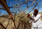 الذهب الأبيض في السودان.. هل يخسر كنزه بسبب الحرب والتهريب؟