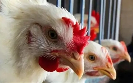 أسعار الفراخ البيضاء اليوم الأحد 18 أكتوبر في الأسواق