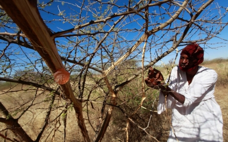 الذهب الأبيض في السودان.. هل يخسر كنزه بسبب الحرب والتهريب؟