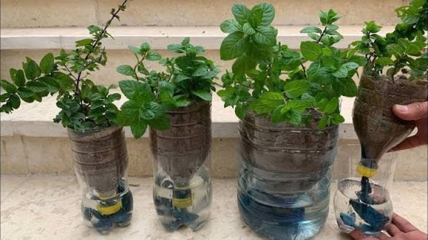 طريقة زراعة النعناع الأخضر في المنزل لزينة طبيعية ورائحة جميلة