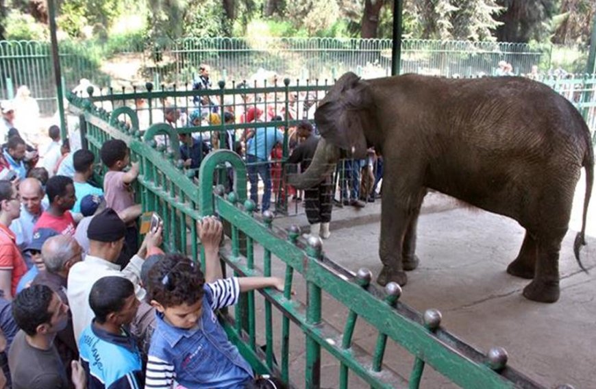 بعد سنوات من الإغلاق.. متى تفتح حديقة الحيوان بالجيزة أبوابها للجمهور؟
