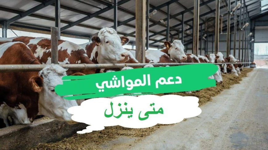 إيداع دعم المواشي
