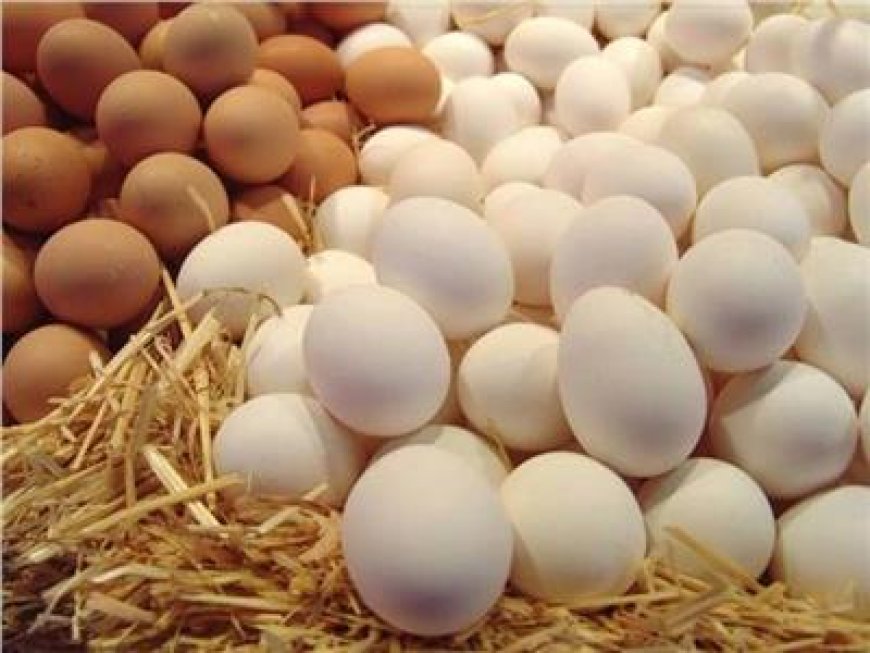 سعر كرتونة البيض اليوم