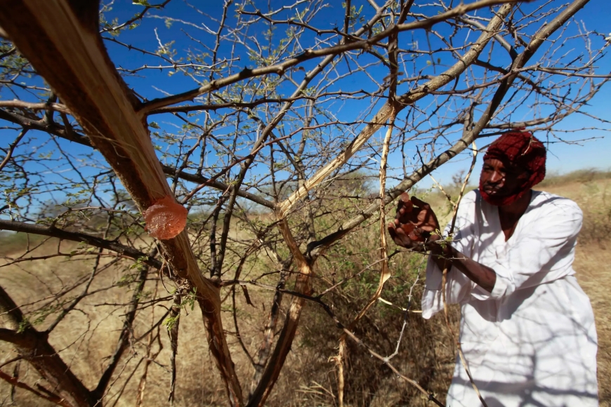 الذهب الأبيض في السودان.. هل يخسر كنزه بسبب الحرب والتهريب؟